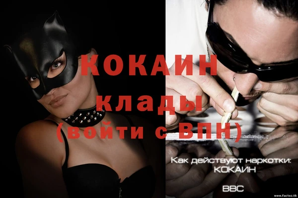 прущие грибы Новозыбков