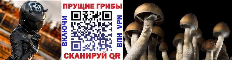 наркотики  Яблоновский  Галлюциногенные грибы Cubensis 